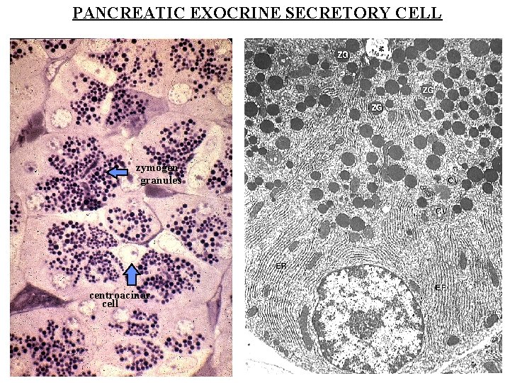 PANCREATIC EXOCRINE SECRETORY CELL zymogen granules centroacinar cell 