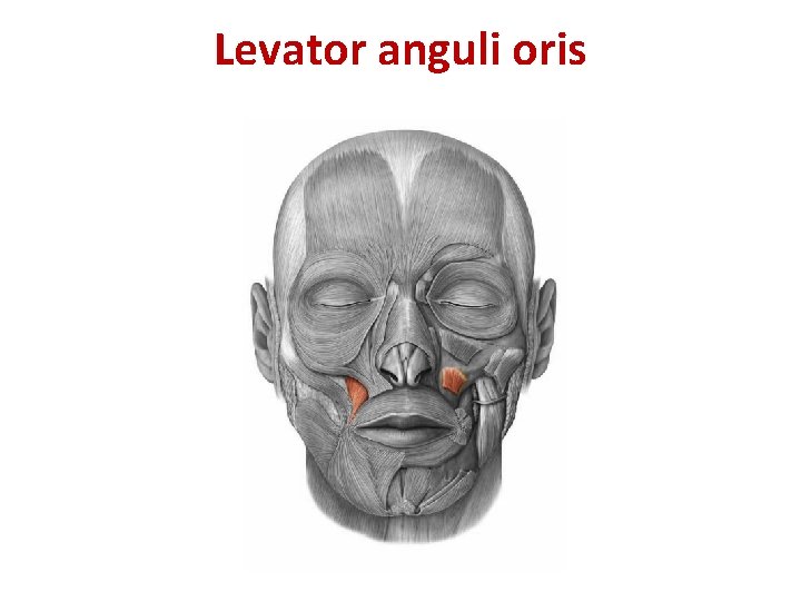 Levator anguli oris Levator anguli oris