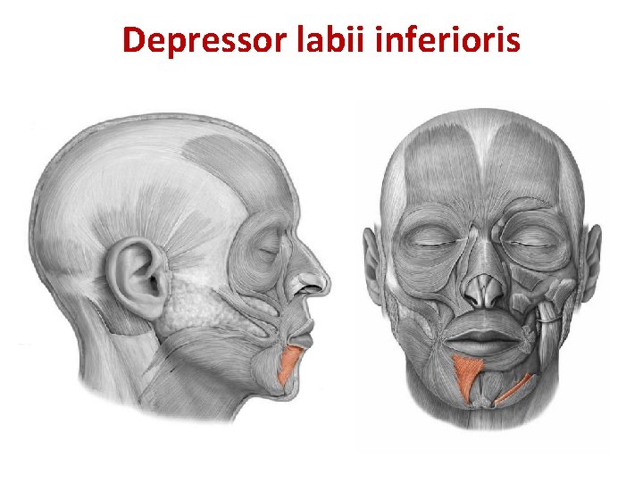 Depressor labii inferioris Depressor labii inferioris