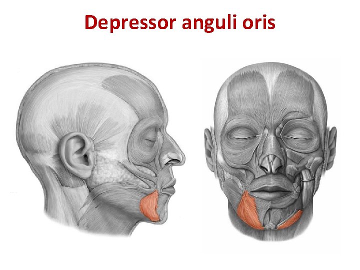 Depressor anguli oris Depressor anguli oris