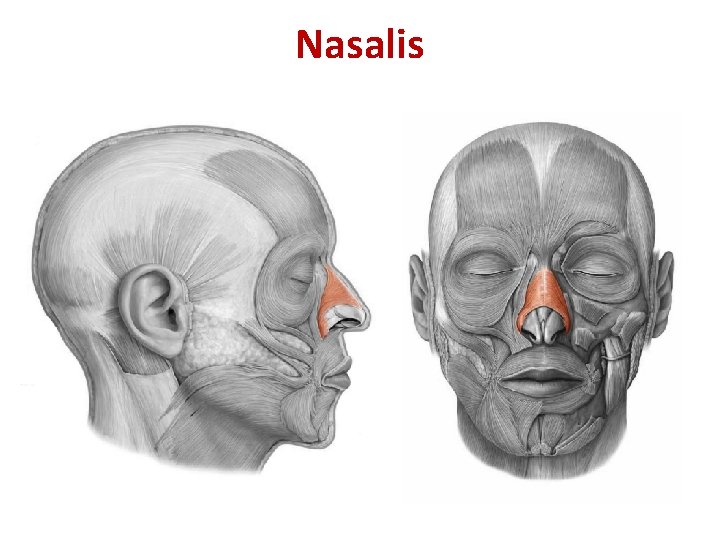 Nasalis Nasalis