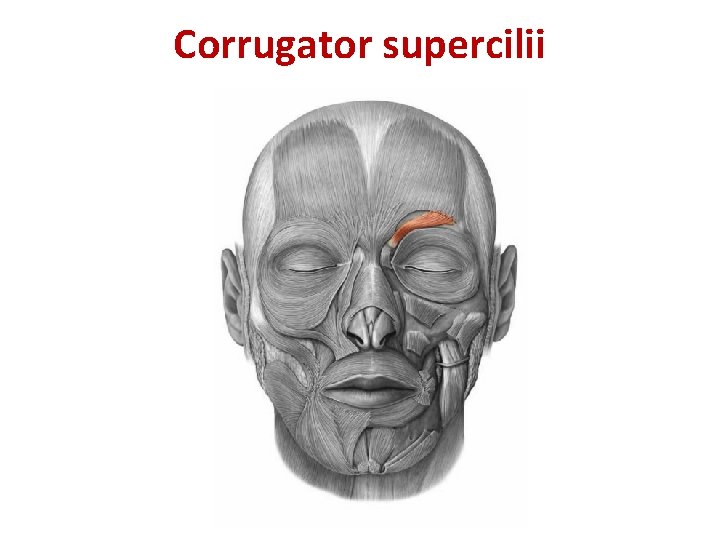 Corrugator supercilii Corrugator supercilii