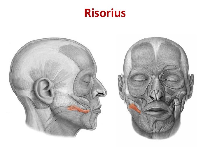 Risorius Risorius