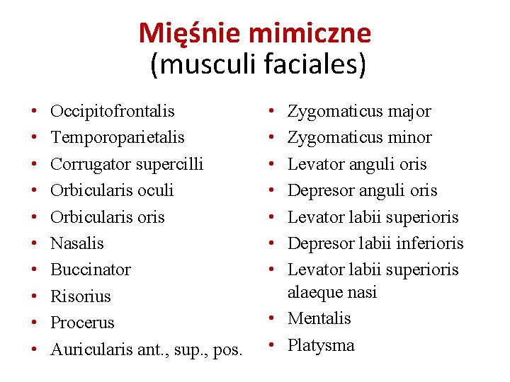 Mięśnie mimiczne (musculi faciales) • • • Occipitofrontalis Temporoparietalis Corrugator supercilli Orbicularis oculi Orbicularis Mięśnie mimiczne (musculi faciales) • • • Occipitofrontalis Temporoparietalis Corrugator supercilli Orbicularis oculi Orbicularis