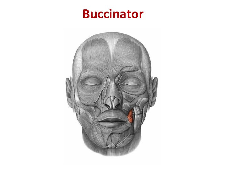 Buccinator Buccinator