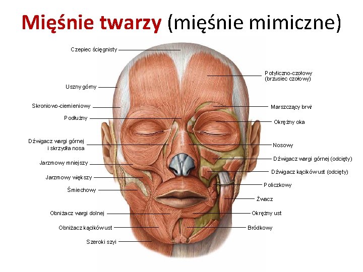 Mięśnie twarzy (mięśnie mimiczne) Czepiec ścięgnisty Potyliczno-czołowy (brzusiec czołowy) Uszny górny Skroniowo-ciemieniowy Marszczący brwi Mięśnie twarzy (mięśnie mimiczne) Czepiec ścięgnisty Potyliczno-czołowy (brzusiec czołowy) Uszny górny Skroniowo-ciemieniowy Marszczący brwi