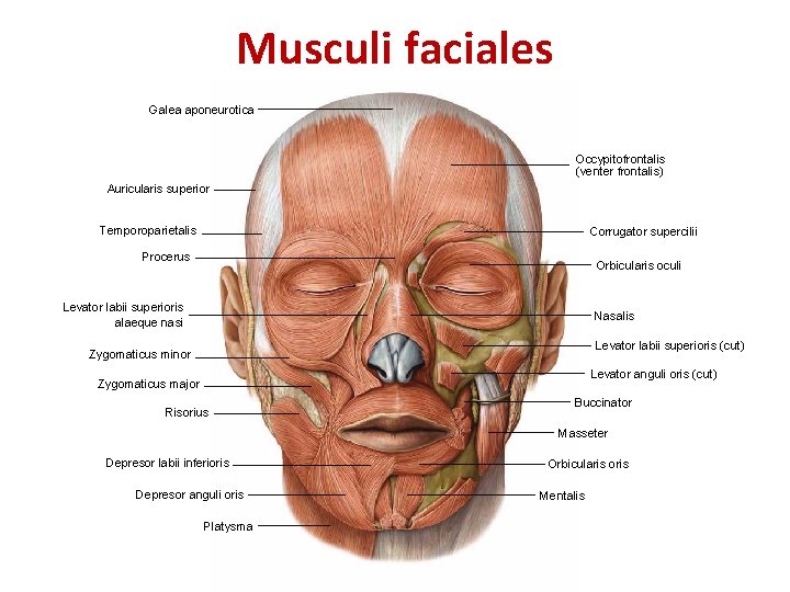 Musculi faciales Galea aponeurotica Occypitofrontalis (venter frontalis) Auricularis superior Temporoparietalis Corrugator supercilii Procerus Orbicularis Musculi faciales Galea aponeurotica Occypitofrontalis (venter frontalis) Auricularis superior Temporoparietalis Corrugator supercilii Procerus Orbicularis