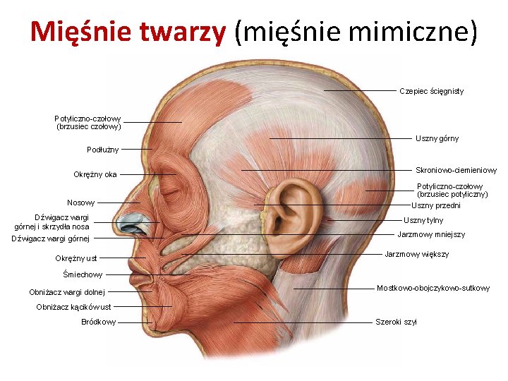 Mięśnie twarzy (mięśnie mimiczne) Czepiec ścięgnisty Potyliczno-czołowy (brzusiec czołowy) Uszny górny Podłużny Okrężny oka Mięśnie twarzy (mięśnie mimiczne) Czepiec ścięgnisty Potyliczno-czołowy (brzusiec czołowy) Uszny górny Podłużny Okrężny oka