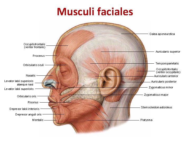 Musculi faciales Galea aponeurotica Occypitofrontalis (venter frontalis) Auricularis superior Procerus Temporoparietalis Orbicularis oculi Occypitofrontalis Musculi faciales Galea aponeurotica Occypitofrontalis (venter frontalis) Auricularis superior Procerus Temporoparietalis Orbicularis oculi Occypitofrontalis