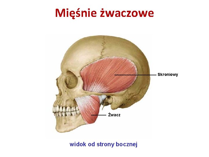 Mięśnie żwaczowe Skroniowy Żwacz widok od strony bocznej Mięśnie żwaczowe Skroniowy Żwacz widok od strony bocznej