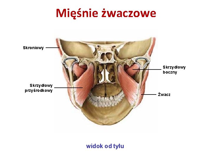 Mięśnie żwaczowe Skroniowy Skrzydłowy boczny Skrzydłowy przyśrodkowy Żwacz widok od tyłu Mięśnie żwaczowe Skroniowy Skrzydłowy boczny Skrzydłowy przyśrodkowy Żwacz widok od tyłu