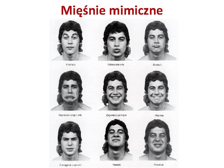 Mięśnie mimiczne Mięśnie mimiczne