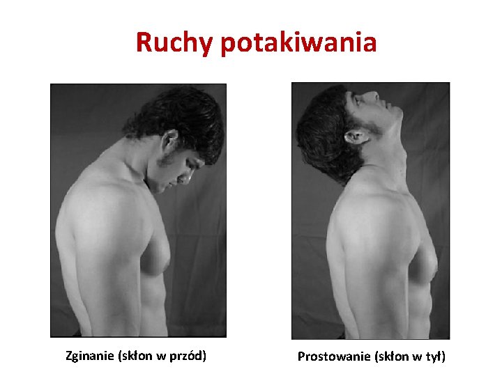 Ruchy potakiwania Zginanie (skłon w przód) Prostowanie (skłon w tył) Ruchy potakiwania Zginanie (skłon w przód) Prostowanie (skłon w tył)