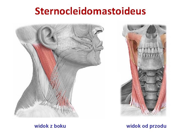 Sternocleidomastoideus widok z boku widok od przodu Sternocleidomastoideus widok z boku widok od przodu