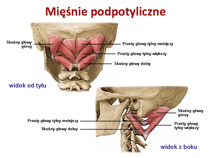 Mięśnie podpotyliczne Skośny głowy górny Prosty głowy tylny mniejszy Prosty głowy tylny większy Skośny Mięśnie podpotyliczne Skośny głowy górny Prosty głowy tylny mniejszy Prosty głowy tylny większy Skośny