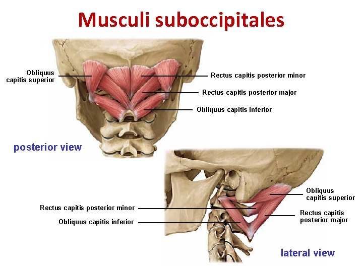 Musculi suboccipitales Obliquus capitis superior Rectus capitis posterior minor Rectus capitis posterior major Obliquus Musculi suboccipitales Obliquus capitis superior Rectus capitis posterior minor Rectus capitis posterior major Obliquus