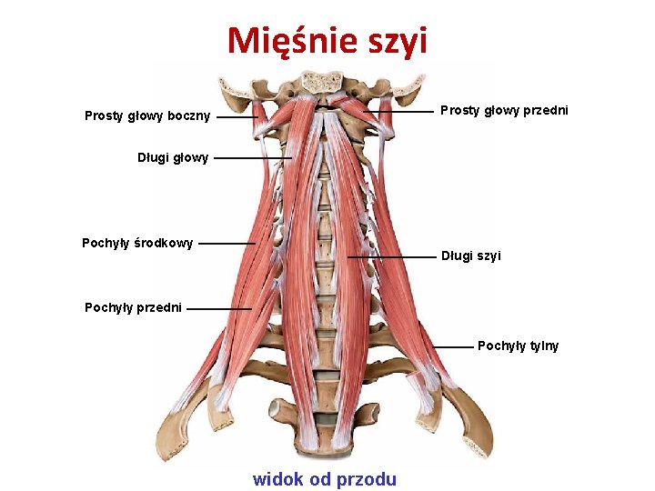 Mięśnie szyi Prosty głowy przedni Prosty głowy boczny Długi głowy Pochyły środkowy Długi szyi Mięśnie szyi Prosty głowy przedni Prosty głowy boczny Długi głowy Pochyły środkowy Długi szyi