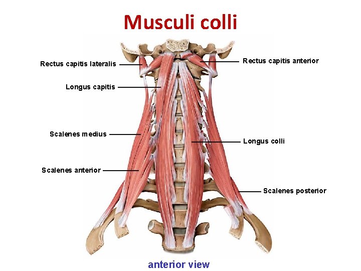 Musculi colli Rectus capitis anterior Rectus capitis lateralis Longus capitis Scalenes medius Longus colli Musculi colli Rectus capitis anterior Rectus capitis lateralis Longus capitis Scalenes medius Longus colli