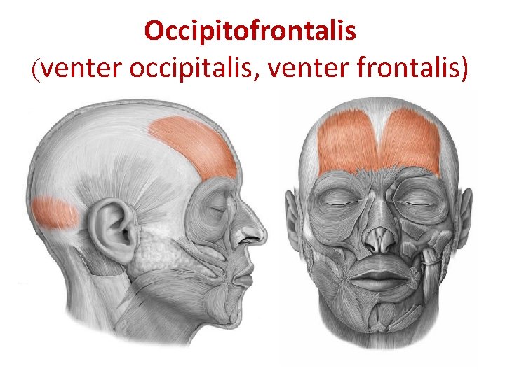Occipitofrontalis (venter occipitalis, venter frontalis) Occipitofrontalis (venter occipitalis, venter frontalis)