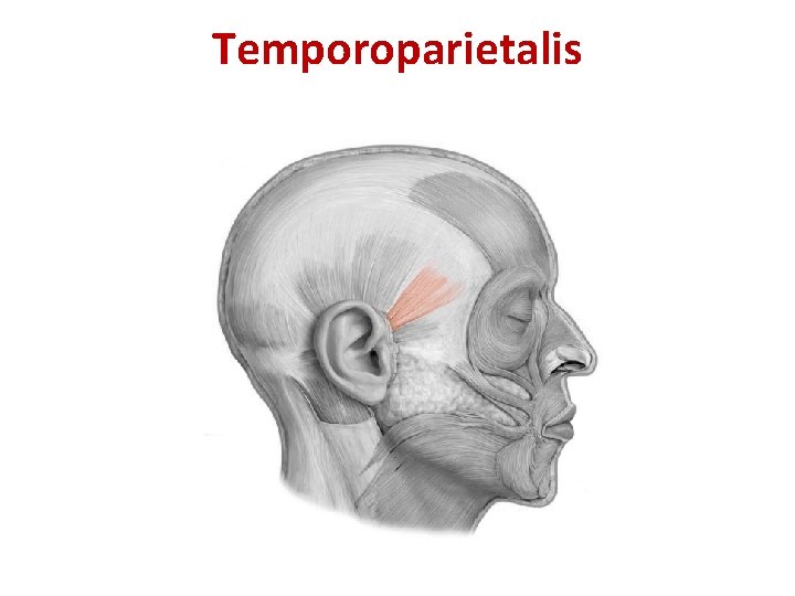 Temporoparietalis Temporoparietalis