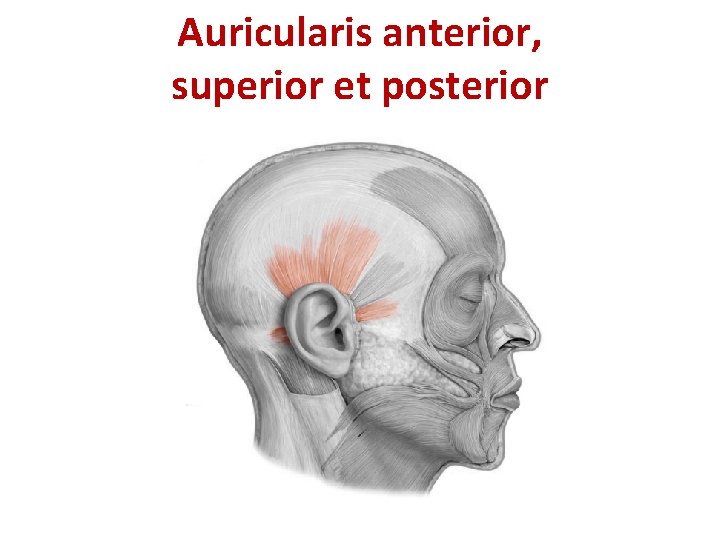 Auricularis anterior, superior et posterior Auricularis anterior, superior et posterior