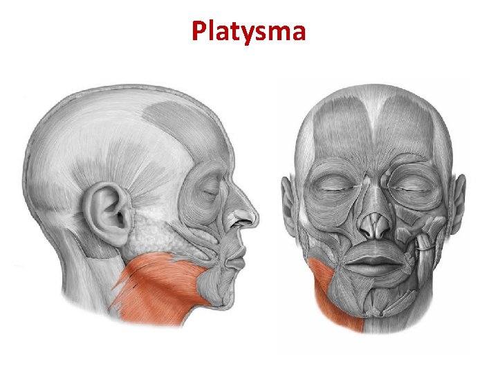 Platysma Platysma