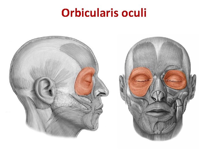 Orbicularis oculi Orbicularis oculi