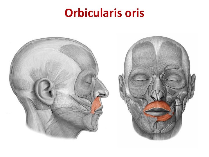 Orbicularis oris Orbicularis oris