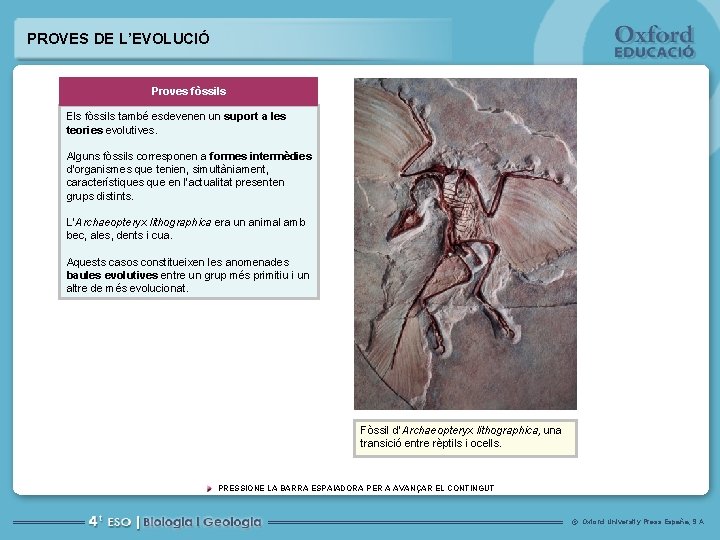 PROVES DE L’EVOLUCIÓ Proves fòssils Els fòssils també esdevenen un suport a les teories