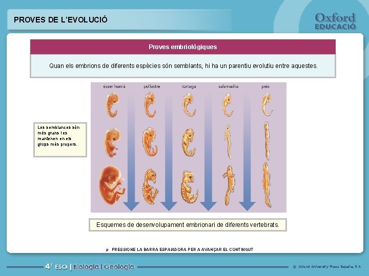 PROVES DE L’EVOLUCIÓ Proves embriològiques Quan els embrions de diferents espècies són semblants, hi