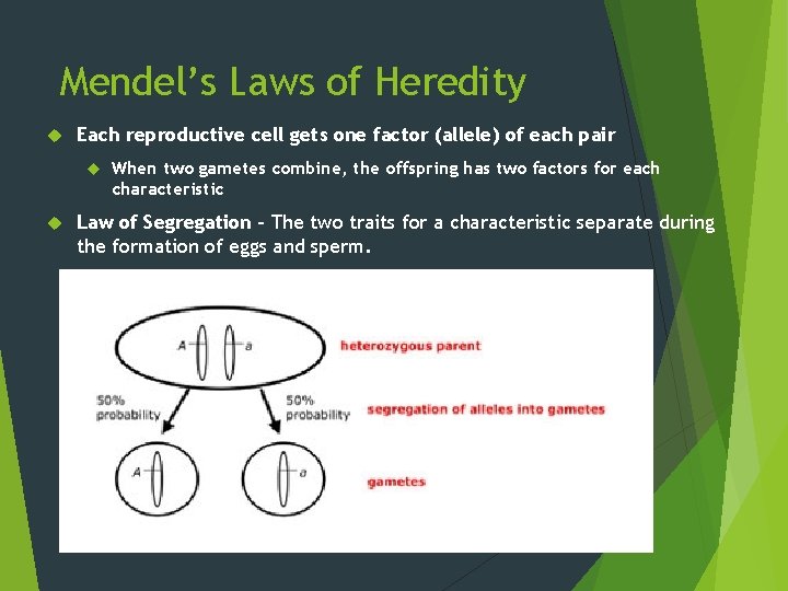Mendel’s Laws of Heredity Each reproductive cell gets one factor (allele) of each pair
