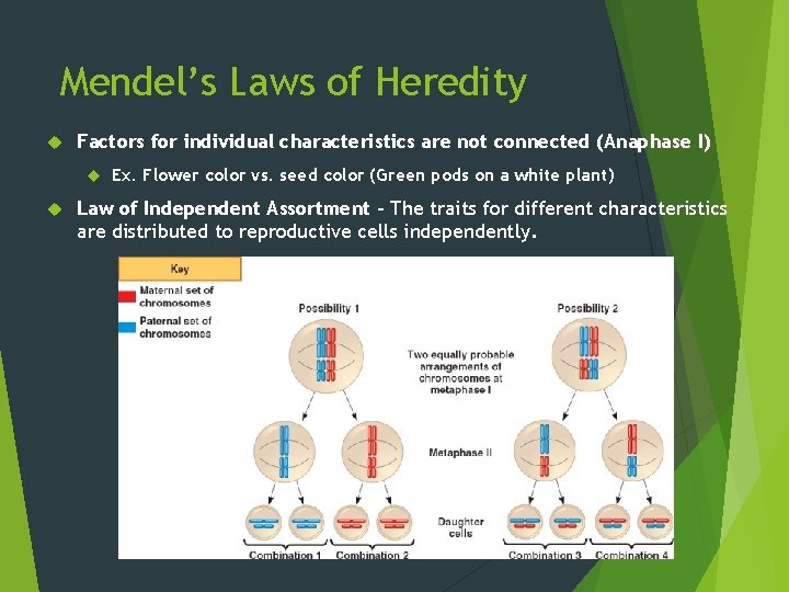 Mendel’s Laws of Heredity Factors for individual characteristics are not connected (Anaphase I) Ex.