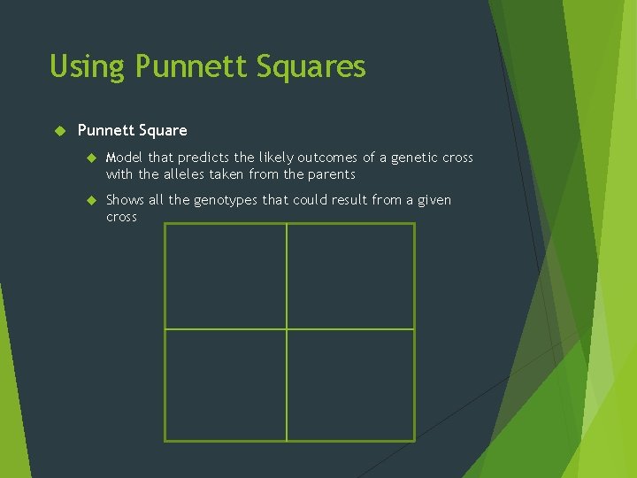 Using Punnett Squares Punnett Square Model that predicts the likely outcomes of a genetic