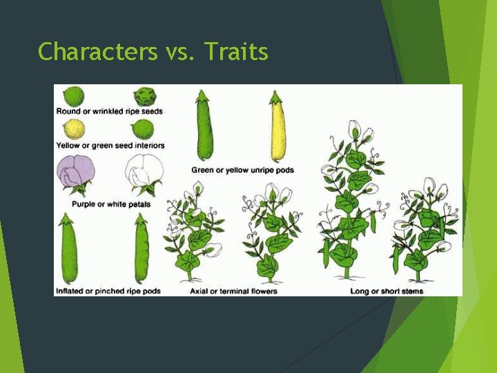 Characters vs. Traits 