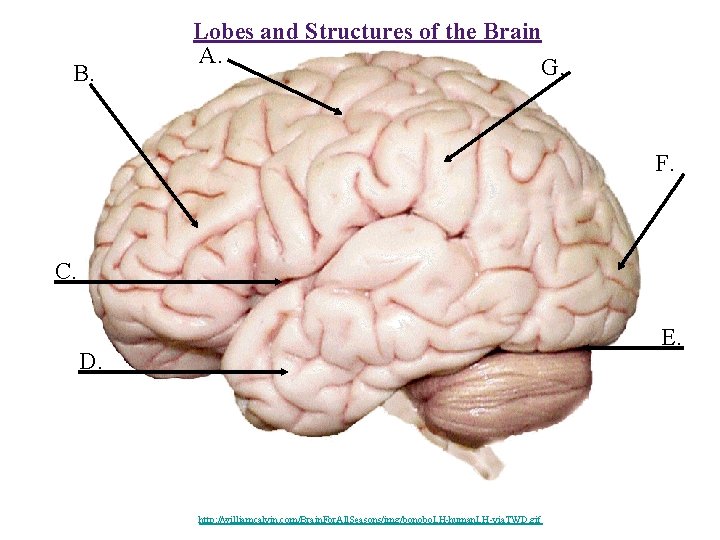 B. Lobes and Structures of the Brain A. G. F. C. E. D. http: