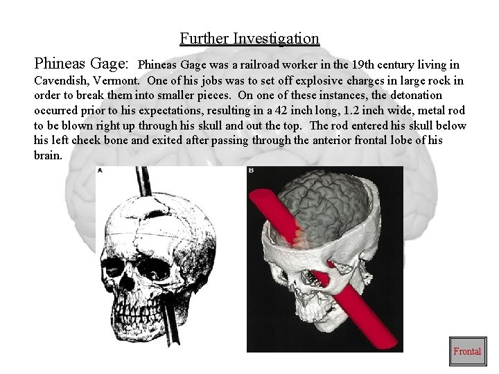 Further Investigation Phineas Gage: Phineas Gage was a railroad worker in the 19 th