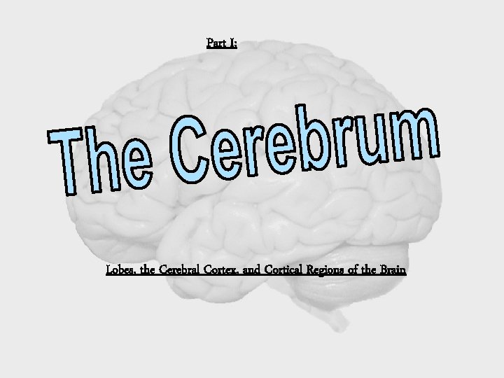 Part I: Lobes, the Cerebral Cortex, and Cortical Regions of the Brain 