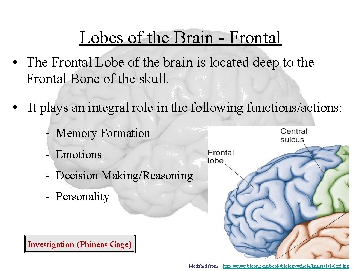 Lobes of the Brain - Frontal • The Frontal Lobe of the brain is