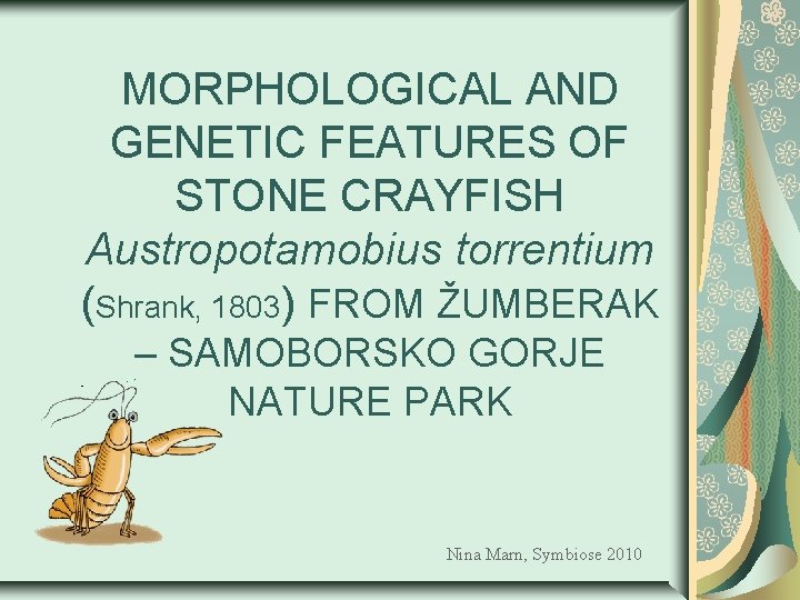 MORPHOLOGICAL AND GENETIC FEATURES OF STONE CRAYFISH Austropotamobius torrentium (Shrank, 1803) FROM ŽUMBERAK –