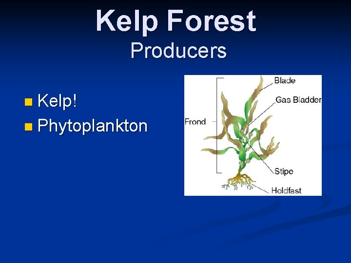 Kelp Forest Producers n Kelp! n Phytoplankton 