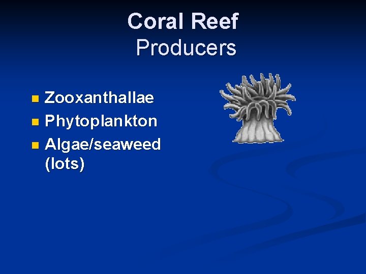 Coral Reef Producers Zooxanthallae n Phytoplankton n Algae/seaweed (lots) n 