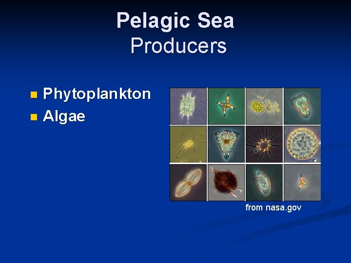 Pelagic Sea Producers Phytoplankton n Algae n from nasa. gov 