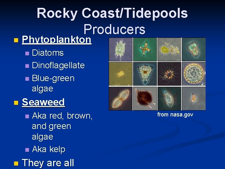 n Rocky Coast/Tidepools Producers Phytoplankton Diatoms n Dinoflagellate n Blue-green algae n n Seaweed