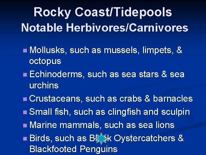 Rocky Coast/Tidepools Notable Herbivores/Carnivores n Mollusks, such as mussels, limpets, & octopus n Echinoderms,