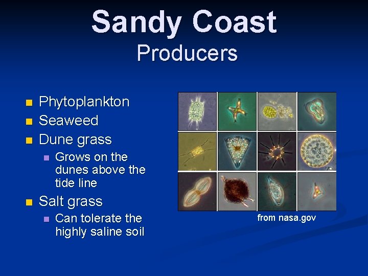 Sandy Coast Producers n n n Phytoplankton Seaweed Dune grass n n Grows on