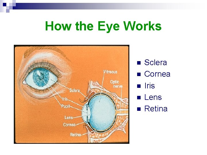 How the Eye Works n n n Sclera Cornea Iris Lens Retina 