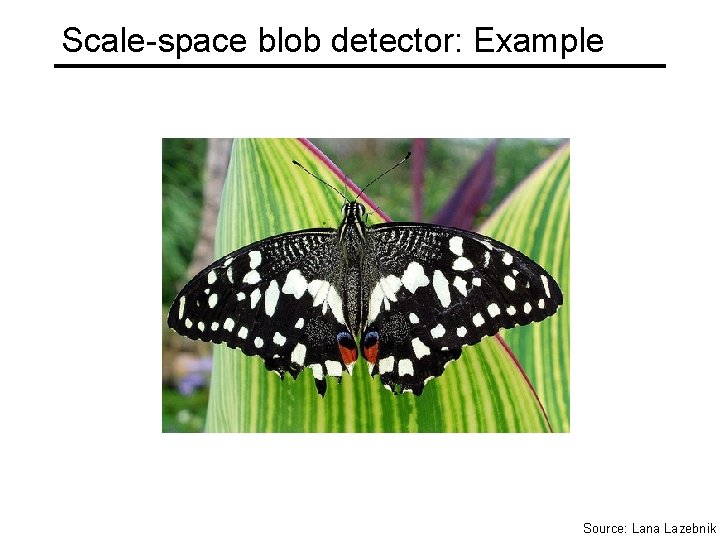 Scale-space blob detector: Example Source: Lana Lazebnik 