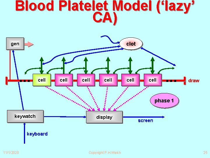 Blood Platelet Model (‘lazy’ CA) clot gen ∙∙∙ cell cell ∙∙∙ draw phase 1