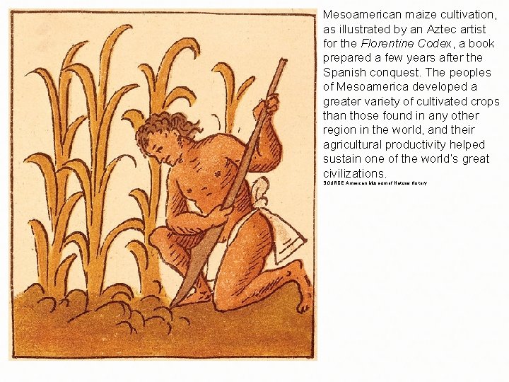 Mesoamerican maize cultivation, as illustrated by an Aztec artist for the Florentine Codex, a