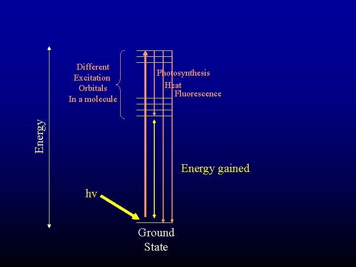 Photosynthesis Heat Fluorescence Energy Different Excitation Orbitals In a molecule Energy gained hv Ground